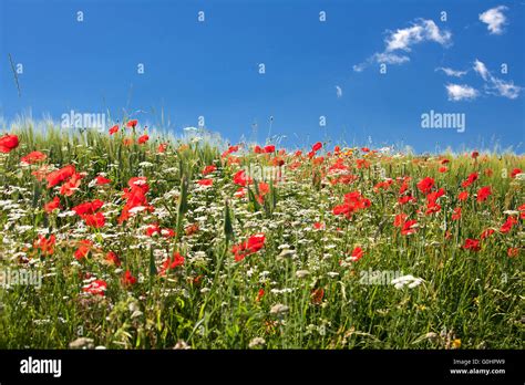 Poppy Field In Central Italy Stock Photo Alamy