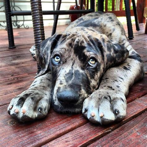 15 Pictures That Only Great Dane Lovers Will Understand Petpress