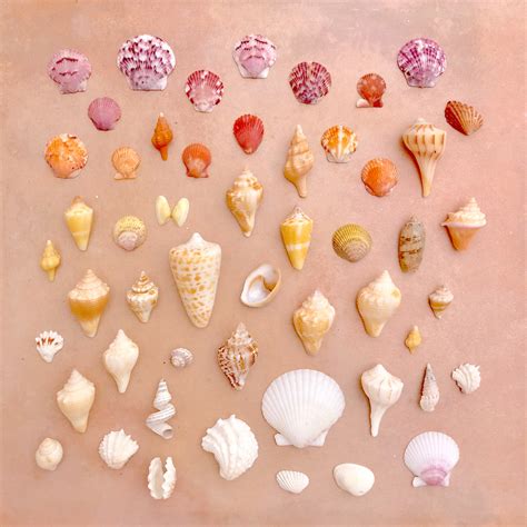 Sanibel Shell Collecting Beaches Parking Shells Sanibel Shells
