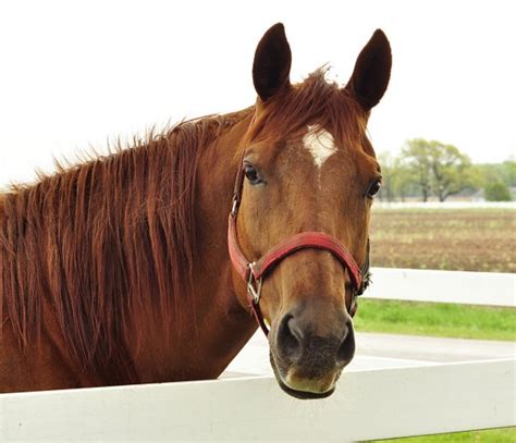 Horse Portrait — Stock Photo © Svetas 6680831