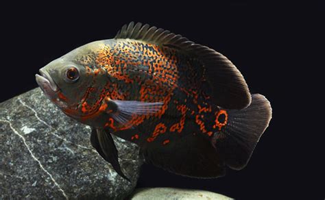 Последние твиты от oscars fish hulme (@oscarsfish). Types of Oscar Fish - Knowing the Variants of this ...