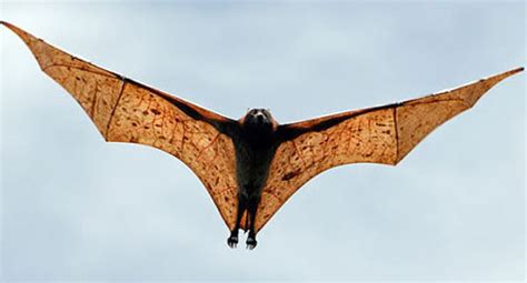 Giant Golden Crowned Flying Fox Fruit Bat Worlds Largest Bat