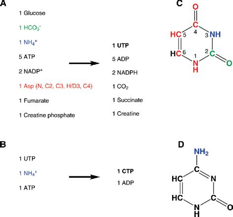 Figure 1 From Enzymatic De Novo Pyrimidine Nucleotide Synthesis