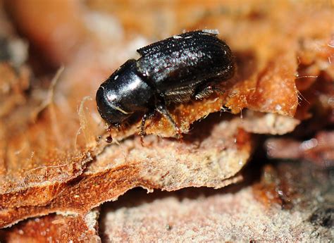 Decade Of Decline Mountain Pine Beetle Losing Grip On Local Forest