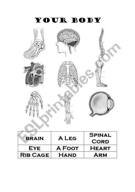 English Worksheets Your Body