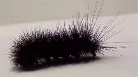 Black Hairy Caterpillar Youtube