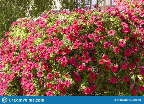 Big Beautiful Flowering Red Bushes Bush Of Red Flowers Stock Image