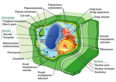 2 10 Plant Cell Structures Biology Libretexts