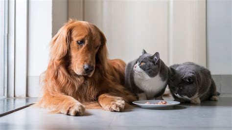 Mine is particularly fond of baked chicken breast from boston market. Can Dogs Eat Cat Food? Here's What to Do | Reader's Digest
