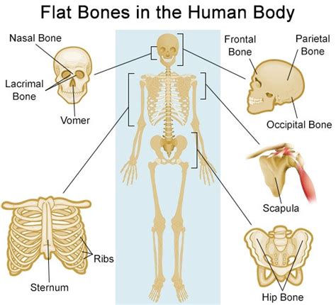 Part 2 Types Of Bones Centre Of Excellence In 2021 Human Body
