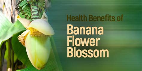 Unexpected Health Benefits Of Banana Blossom Dr Brahmanand Nayak