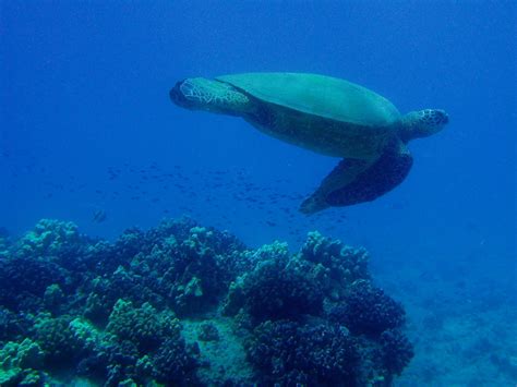 415 Honu Hawaiian Green Sea Turtle ハワイアオウミガメ ハワイアオウ Flickr