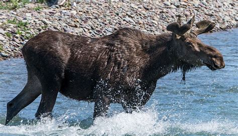 a moose crossing a river in glacier national park visit montana black bear cub rare cats bear