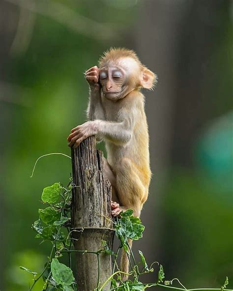 480 Gambar Binatang Monyet Lucu Gratis Gambar Hewan