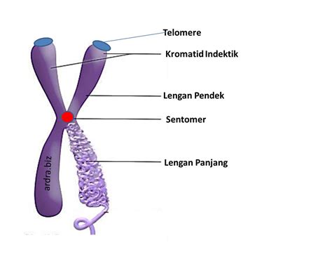 Struktur Dan Fungsi Kromosom Sentromer Lokus Gen Sampai Telomer Porn