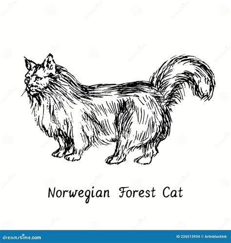 Norwegian Forest Cat Standing Side View Ink Black And White Doodle