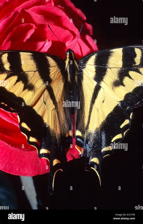 Western Tiger Swallowtail Butterfly Pterourus Rutulus On Red Rose