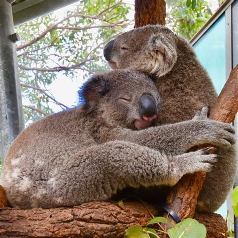 Two Koala Bears Cuddling On Tree Photo Free Animal Image On Unsplash