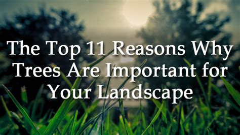 The Top 11 Reasons Why Trees Are Important For Your Landscape Lawn