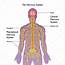 Human Nervous System Vector Illustration — Stock © Rob3000 