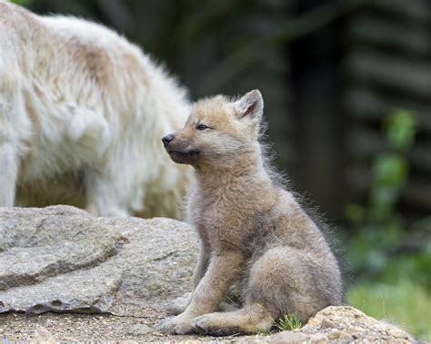 Sitting Arctic Wolf Pup There Were Three Arctic Wolf Pups Flickr