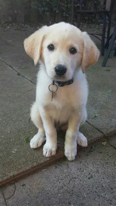 Lab Great Pyrenees Mix Pyrador How Sweet Pinterest