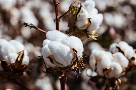 Basf Introduces Three New Cottonseed Varieties Delivering On Its