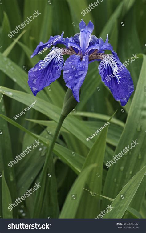 Roof Iris Iris Tectorum Called Japanese Stock Photo 656737612