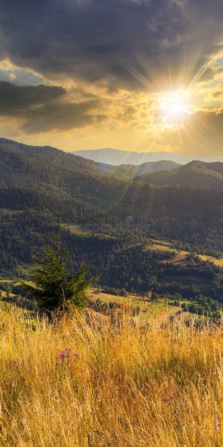 Small Pine Tree Among The Grass In Mountains At Sunset Stock Image