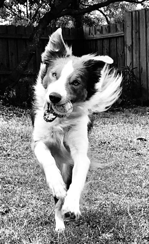 Pin By Linda Wolfe On Border Collies Border Collie Dogs Collie