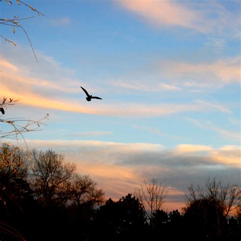Flying Bird At Sunset Picture Free Photograph Photos Public Domain