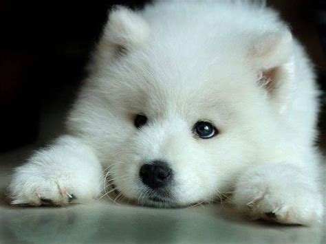 Le Chien Le Plus Mignon Du Monde Race Chien Bonheur