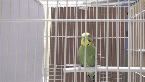 Yawning Budgies Can Make Other Budgies Yawn Too Study Suggests The