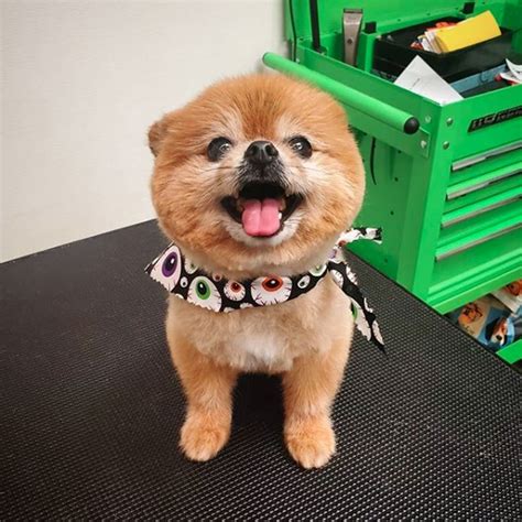 17 Dogs Whose Smiles Will Put A Smile On Your Face Cuteness