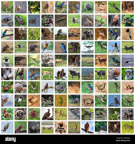 Colección De La Fauna Silvestre Y Los Animales Del Mundo Fotos