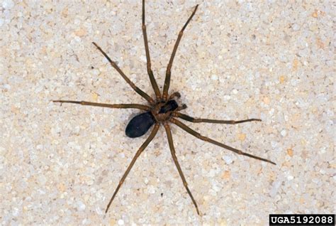 Brown Recluse Spider Loxosceles Reclusa Araneae Sicariidae 5192088