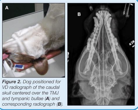Radiography Of The Small Animal Skull Temporomandibular Joints