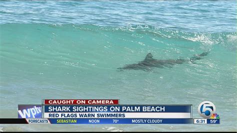 Sharks Spotted Migrating Along Palm Beach Coast Youtube