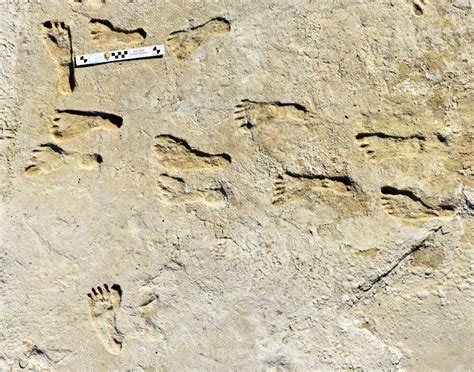 Year Old Human Footprints Discovered In New Mexico Sci News