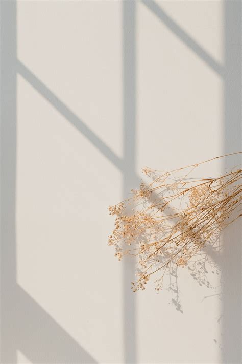 Download premium image of Dried gypsophila with window ... It's where your interests connect you with your find and follow posts tagged aesthetic beige on tumblr.