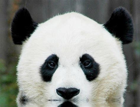 Real Panda Bear Makeup Inspiration Animals Beautiful Panda Bear