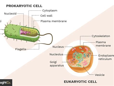 Who are the experts?experts are tested by chegg as specialists in their subject area. Prokaryotic And Eukarytoic Cells B - Lessons - Tes Teach