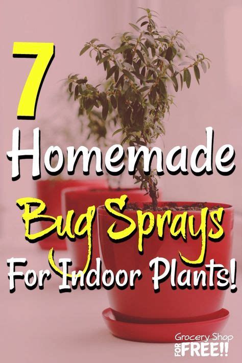 These 7 Homemade Bug Sprays For Indoor Plants Should Cover