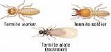 Images of Termite Metamorphosis