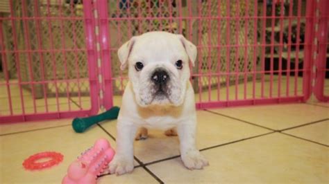 Sweet English Bulldog Puppies For Sale Near Me At Puppies For Sale