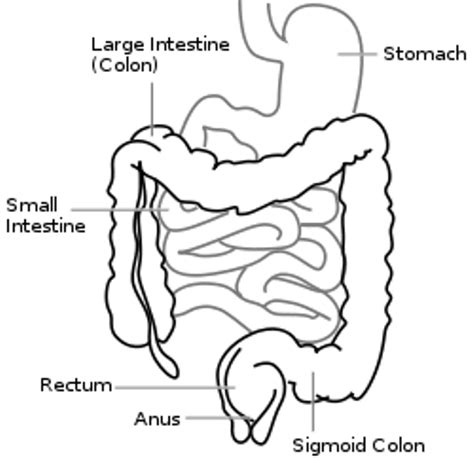 10 Facts About Large Intestine Less Known Facts