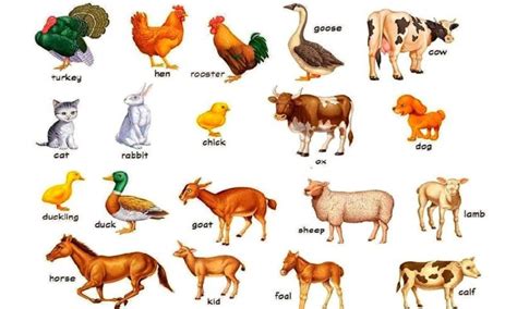 200 Nombres De Animales En Inglés Con Traduccion