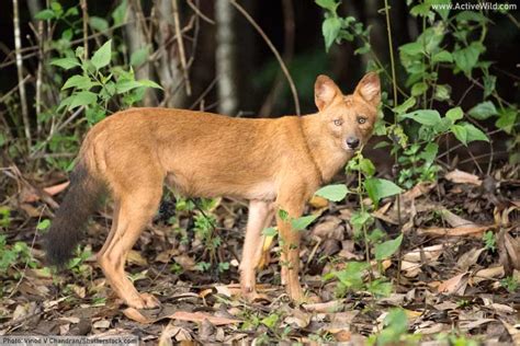Dhole Facts Pictures And Information Discover An Endangered Asian Dog