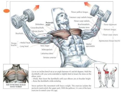 Muscles In Your Chest Diagram The Ultimate Chest Workout For Building