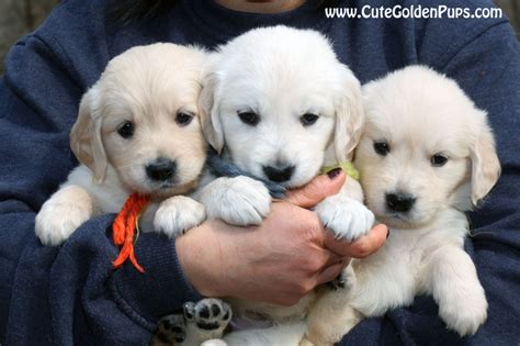 Find golden retriever puppies near you at lancaster puppies. English Golden Retriever Puppies Nc